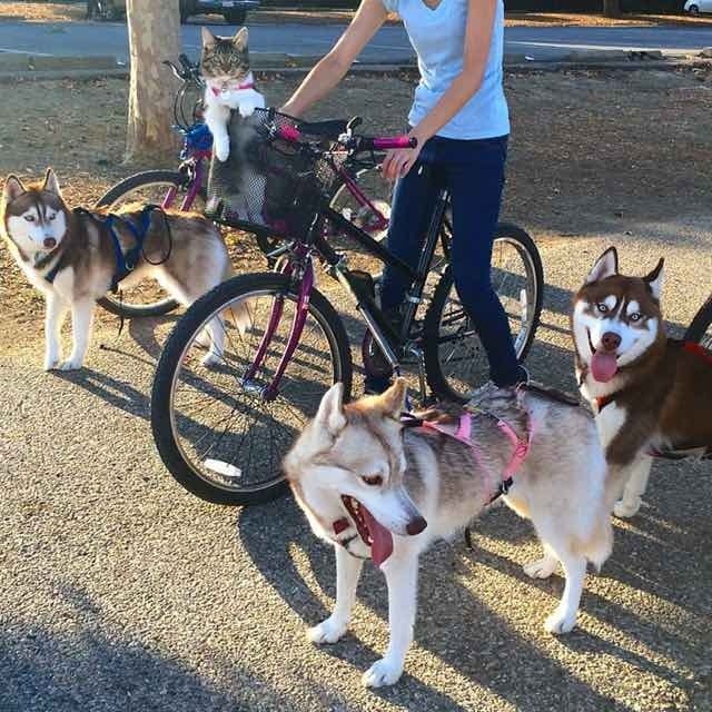 (Photo : Twitter/Lilo the Husky) Out for a bike ride, Rosie gets to ride is the basket as the huskies run along side. Can't leave Rosie at home, she's a husky in her mind.