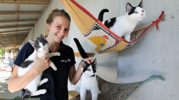 Animal behaviourist Erica Pankhurst at the Animal Welfare League with cats available for adoption. Photo: Peter Rae 