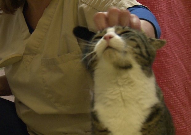 The P.E.I. Humane Society will help acclimatize the working cats, like Jedd who is about ready to go to his new home and workplace. (CBC)