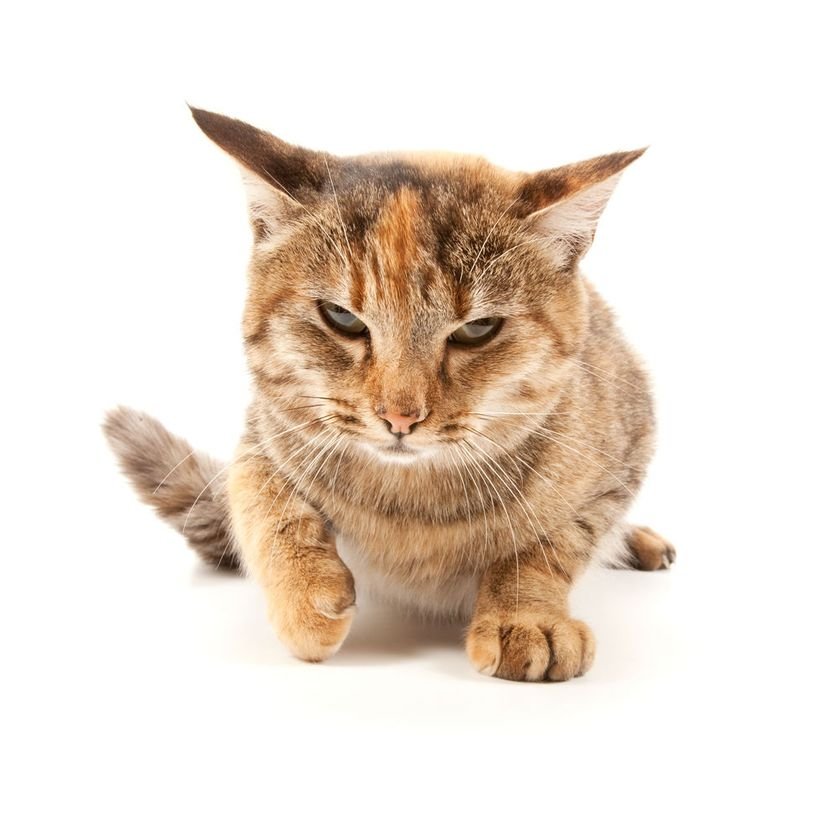 This is not a happy cat. (Photo: Stefan Petru Andronache/Shutterstock)
