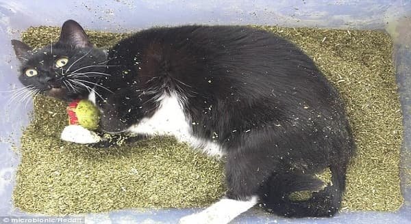 A cat owner posted this image online after buying their cat a pound of catnip along with the message 'good kitty'. While some expressed concern for the feline's welfare, experts said catnip is completely non-toxic 