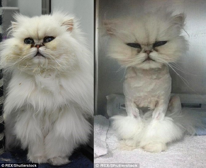 Before and after: Persian cat, Penelope, was found in a poor state in London, she was taken in by Battersea Dogs and Cats and brought back to good health  