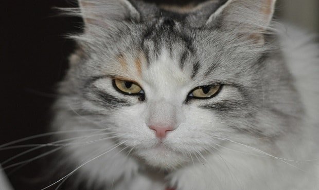 Is this cat trying to tell us something? (Photo: Chris Gehlen/CC BY-ND 2.0) 