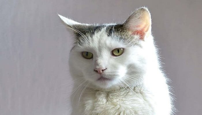 Hermaphroditic cat Angel who needs £1,000 gender assignment surgery
