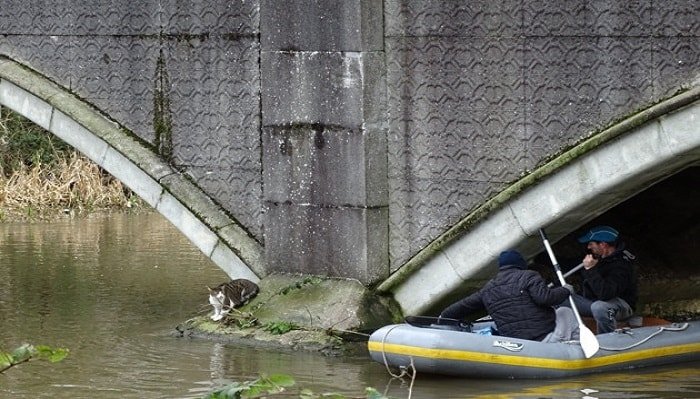 Claudia the cat was rescued after getting into some trouble at Dolphin Bridge. PICTURES TISH KERKHAM.