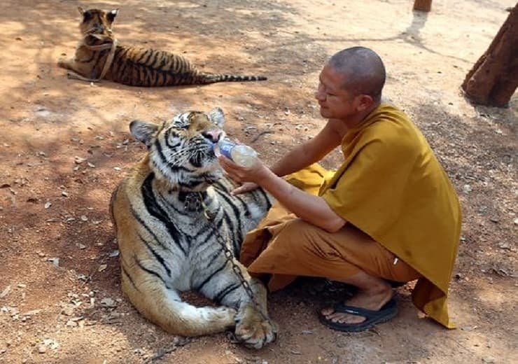 A Thai Buddhist monk feeds water to a tiger at the "Tiger Temple," in Saiyok district in Kanchanaburi province, west of Bangkok, Thursday, Feb. 12, 2015. (Photo: Sakchai Lalit, AP)