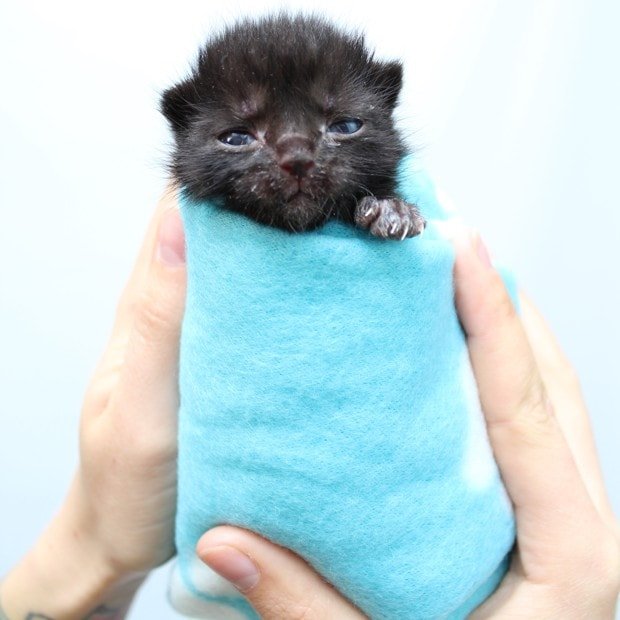 A kitten swaddled in a towel to stay warm. (Hannah Shaw)