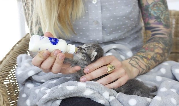 Shaw bottle feeds a young kitten. (Hannah Shaw)