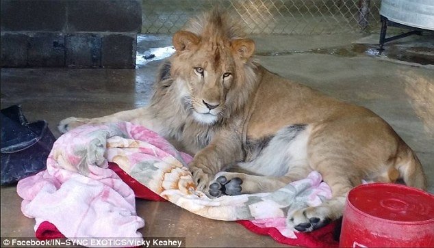 Keahey said that when he first stepped into his enclosure, he appeared to be curious and excited, but then he started to pace and showed signs of anxiety. Lambert was previously allowed to sleep in the bed with the children's grandfather 