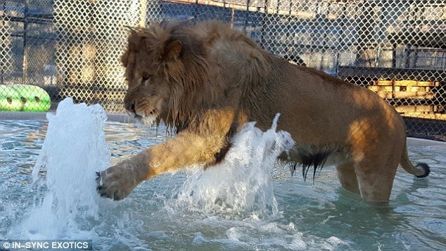 Since Lambert came to the rescue as a cub, employees have encouraged him to play in the water for relief during the summer heat that Texas is known to have 