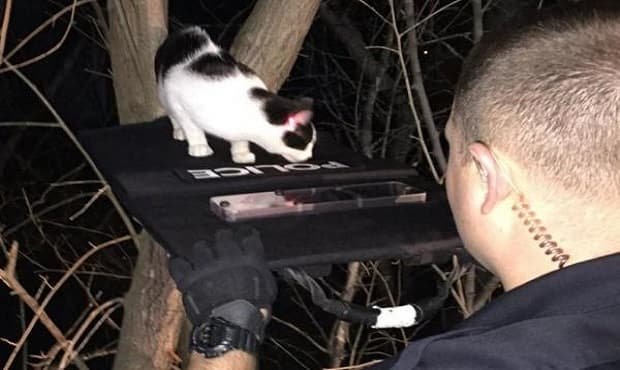 Officer TJ Markowsky of the La Vista Police Department helps a cat cross a bulletproof shield "bridge" while another officer uses the red laser sight from a Taser to guide the feline. Photo by @ofctmarkowsky/Twitter