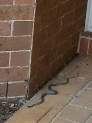 A yellow-faced whip snake found at the front door of a Rosemeadow house.