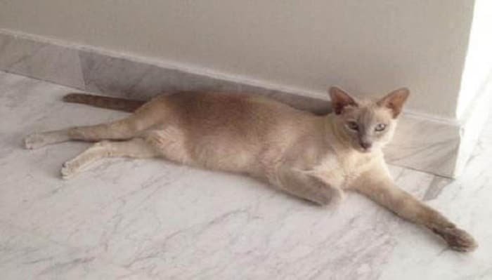 Sarah Graham-Ward's three-year-old Tonkinese cat, Darcy, disappeared just over a week ago