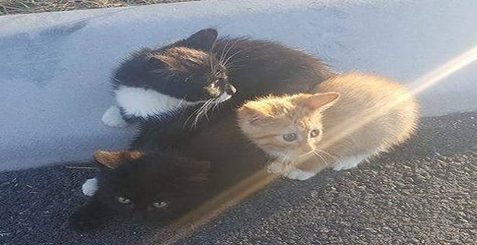 CAT-ASTROPHE: Four kittens were found dumped near Lions Park, one fishermen driving along the river reached the boat ramp just in time to see a kitten swimming 40 - 50 m away, and rescued it. Photo: Mitch McGregor