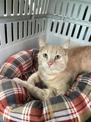 A submitted photo of Carson, a 2-year-old cat, who was found with two broken front legs, a broke jaw and scrapes on the roadside in Carson City. (Photo: Courtesy of Nevada Humane Society)