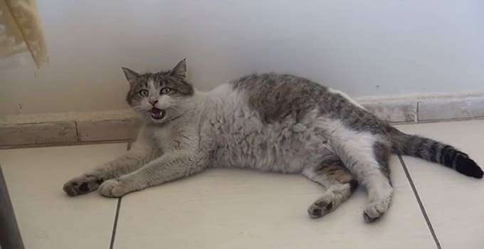 Pregnant Cat Arrives At Health Clinic In Turkey Meowing For Some Help