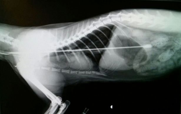 An x-ray revealed the aerial was wedged inside her and vets operated on her to remove it