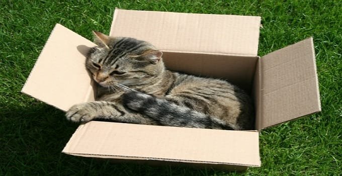 There is now an official (and scientific!) reason why cats love boxes. Researchers have confirmed that cats take a liking for enclosed cardboard spaces because it aids in lowering stress.