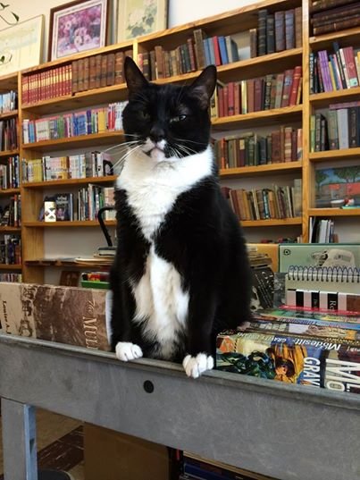 1-Cat-Lives-In-A-Bookstore-min