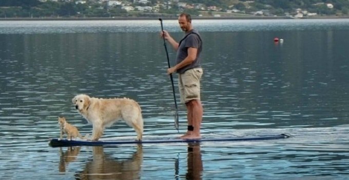 Peter Ellison paddleboards with Tama the dog and Ellie the cat at Macandrew Bay, Dunedin.