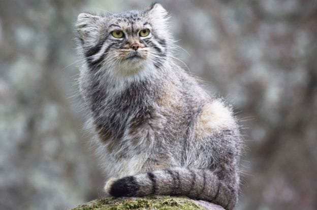 The wildcats are found in Iran, Mongolia and China