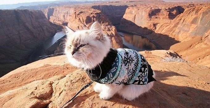 Skye, a Siberian with over 2200 Instagram followers, conquers the "meowtains." (Instagram/Camping with Cats)