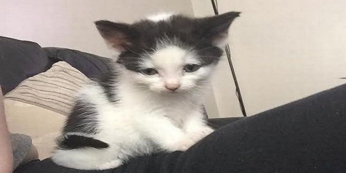 Nine-week-old Belle was stolen by another cat who went into the house
