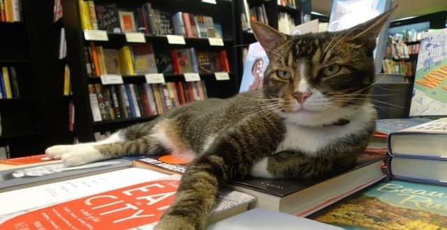 Tiny the Usurper, the feline mascot of Community Bookstore, is back at the store after he went missing for nearly a day.