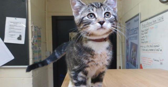 Molly: The kitten is being looked after by the Scottish SPCA in Angus. 