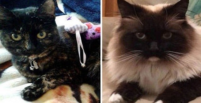Amber, left, and Ukiyo, right, are two victims of the crazed killers