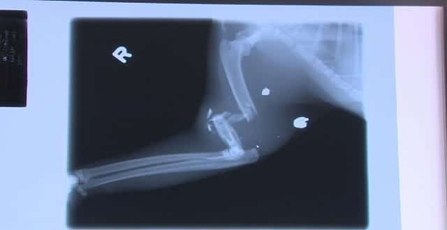 An X-ray revealed bullet fragments in the cat's broken leg. (CBC/Rick Bremness)