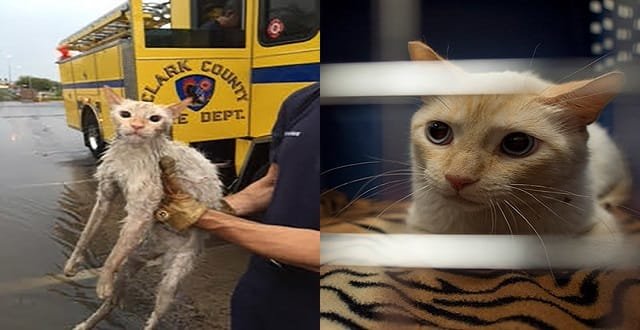 The before and after shots of a feral cat that was rescued by Clark County firefighters after the June 30 flooding near Pebble Road and Maryland Parkway in Las Vegas. (Clark County Fire Department and Bridget Bennet/Las Vegas Review-Journal)