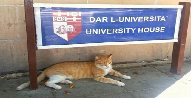 Gigi the cat had become something of a mascot for the University grounds