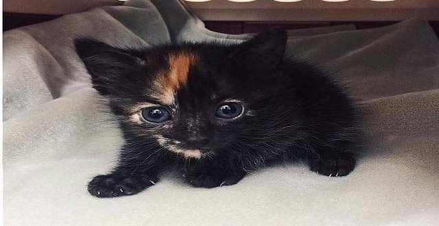 This kitten was rescued Saturday from the Komodo dragon exhibit at the Fort Worth Zoo. 
