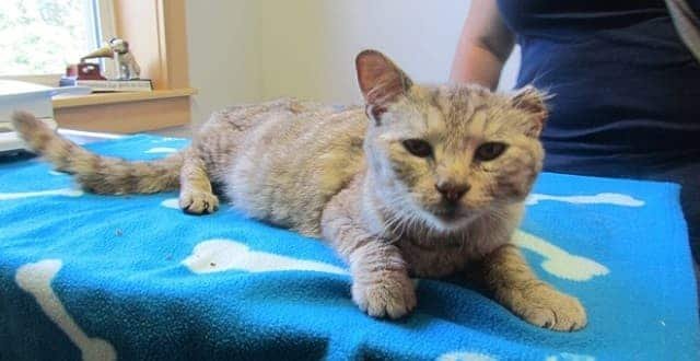 Will lost part of his ear and a lot of weight, but was otherwise in good shape. (New Perth Animal Hospital/Facebook)