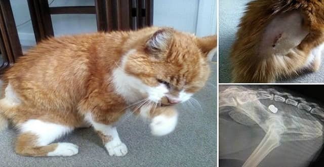 Twenty-three year old Chester the cat who is recovering after being shot with an air rifle