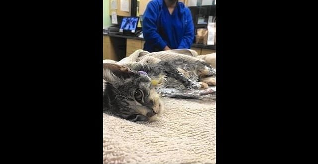 A $2,500 reward has been offered for information leading to charges against anyone involved in the burning of Sprouts, a kitten found in an alley in July. Sprouts died less than a week after being found. (In Defense of Animals / Handout)