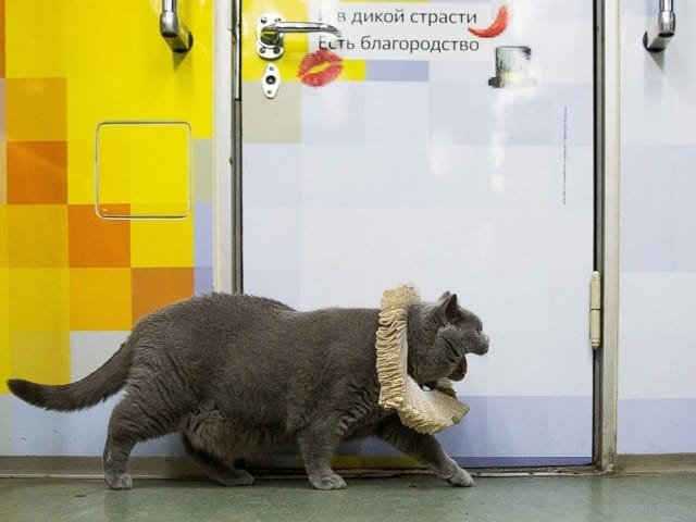 A British Shorthair cat in a car of a train marking the 400th anniversary of William Shakespeare's death put into service on the Arbatsko-Pokrovskaya Line of the Moscow Metro, Oct. 12, 2016.