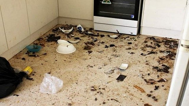 Cat faeces litter the floor of a home in Adelaide, Australia (RSPCA South Australia)