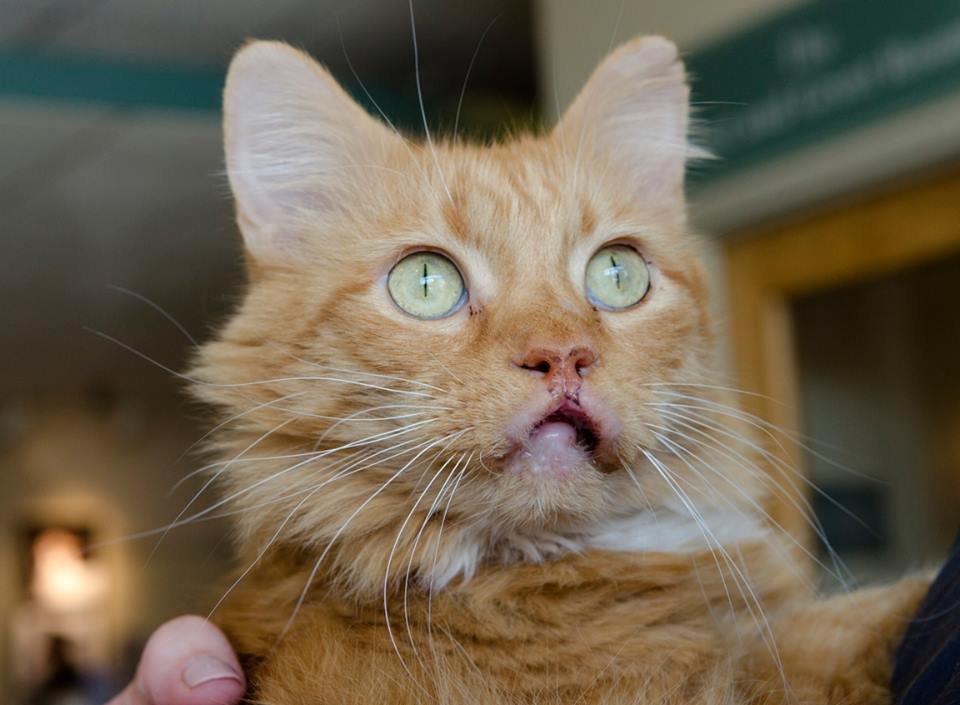 Cat With a Swollen Mouth Literally Walked Up to People in a Restaurant
