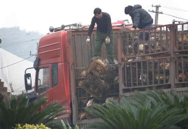 The dogs were dropped from the top of the truck still in their cages