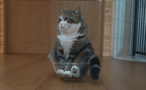 If Maru Fits, He Sits