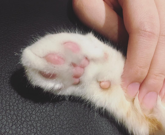 Playing with them is the ultimate stress reliever.