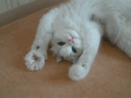 cat animated GIF