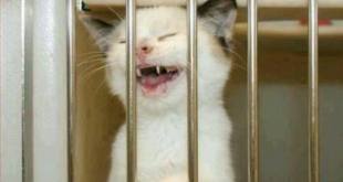 12088076_1474284936235725_779994043299018302_n