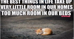 12108070_1474285186235700_8380902698586987010_n