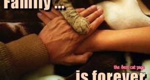 12189946_1479850729012479_8671933539681484263_n