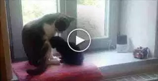 They Introduced An Abandoned Kitten To This Cat, Now Watch What Happens When They Meet! - VIDEO!