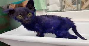 Kitten Found Dyed in Purple and Used as Chew Toy Is Now Fully Grown!