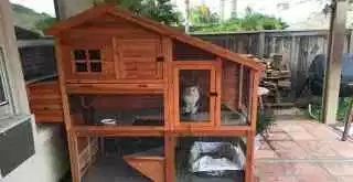 Woman Bought Her Kitties A Chicken Coop ... And They Love It!